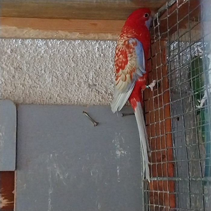 Papagali de vânzare(pereche)