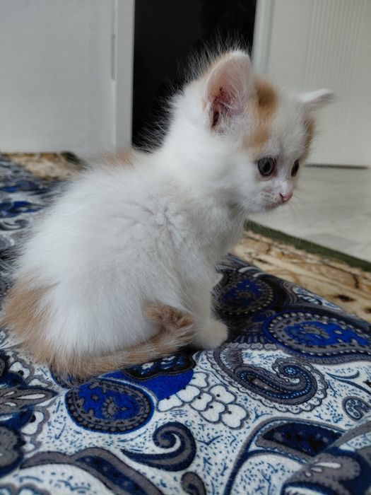 Мысық Котята мальчик