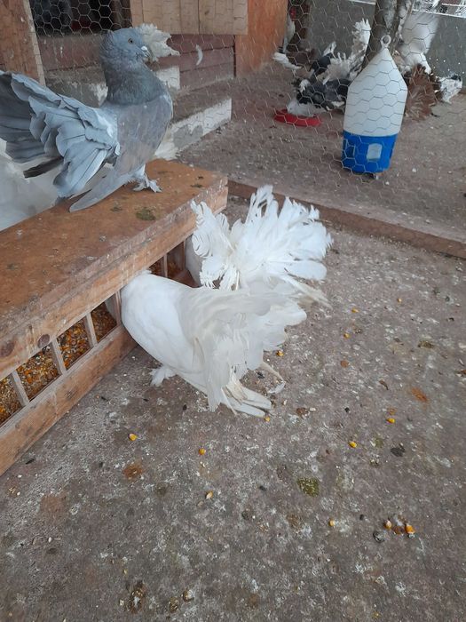 Vând porumbei mai multe rase