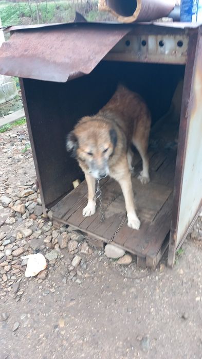 Овчарско куче за паэач