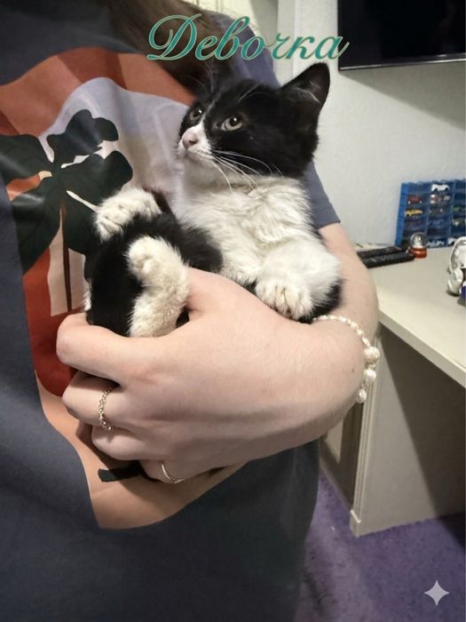 Котята ищут дом! Ташкент!