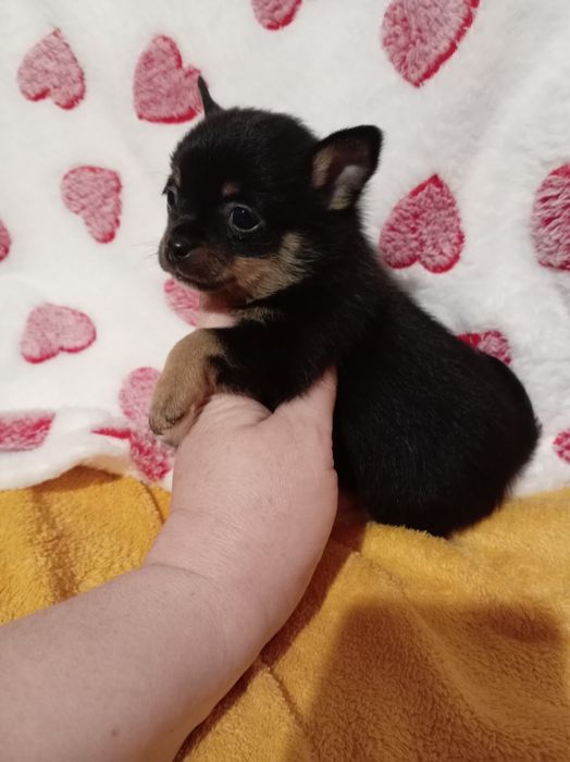 Продам щенка шпице тоя