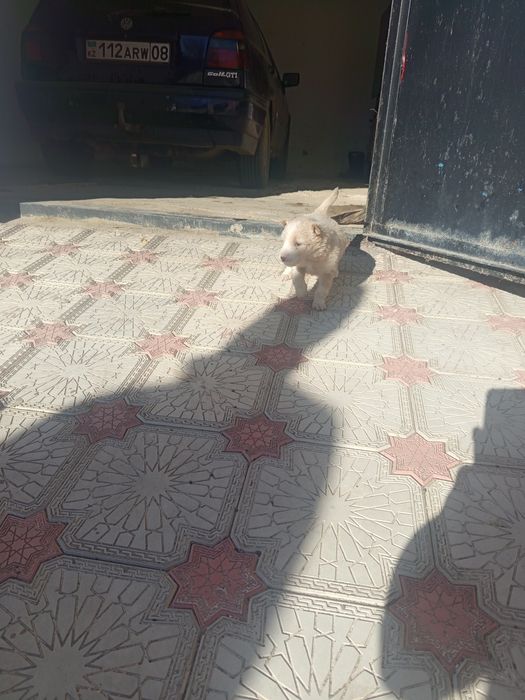 4000сатылады срочна