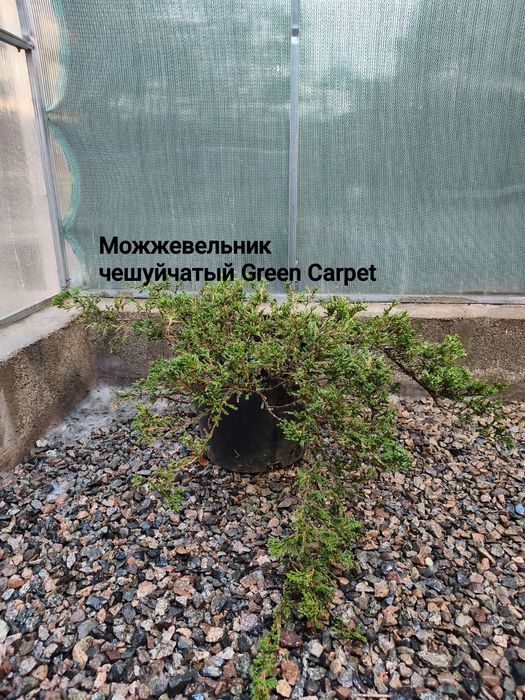 Продам можжевельники