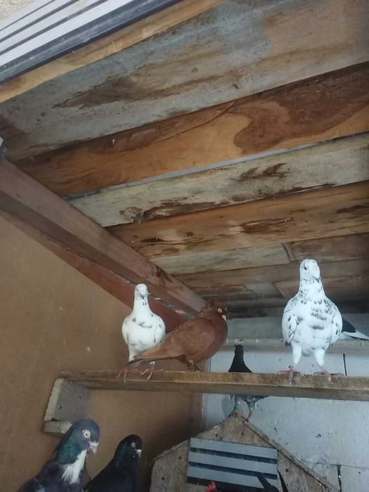 Vand porumbei voiajori germani,jucatori si pestriti etc