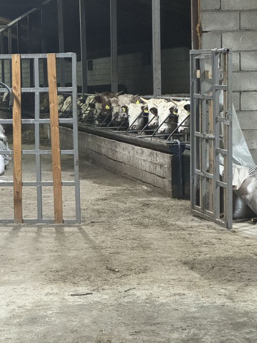 Продам бычков 20 голов