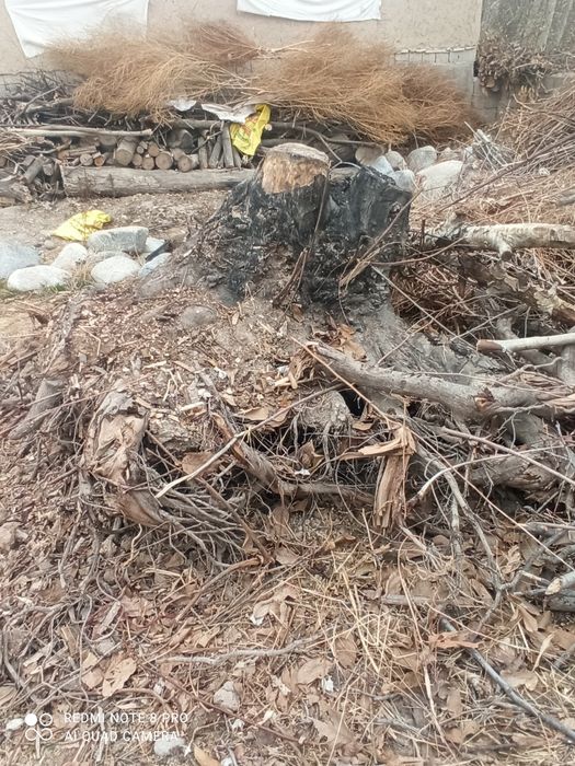 Янгок ва тол томирлари сотилади