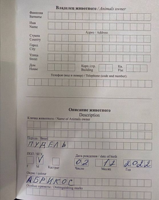 Карликовый Пудель с документами