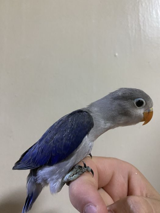 Ruchnoy popugay sotiladi