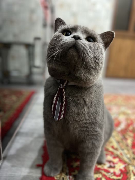 Britanskiy mushugimiz ayol mushuklarni uvhrashuvga chaqiradi