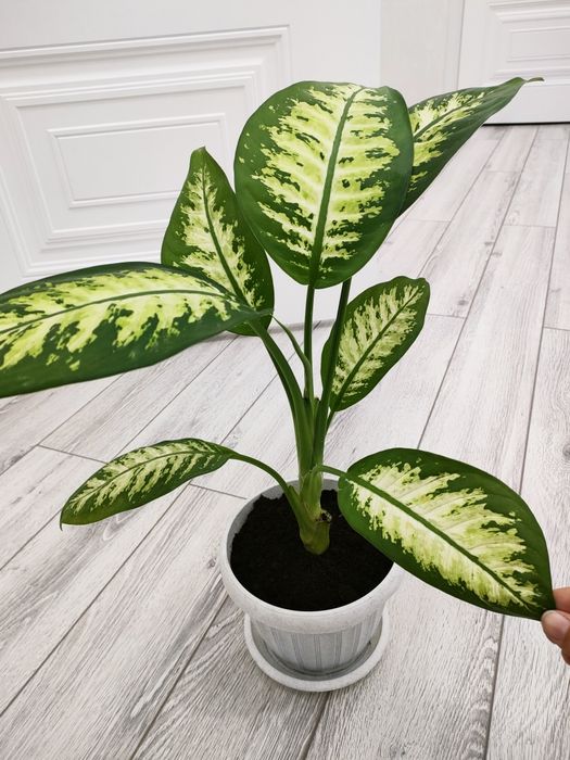 Комнатные цветы. Доставка