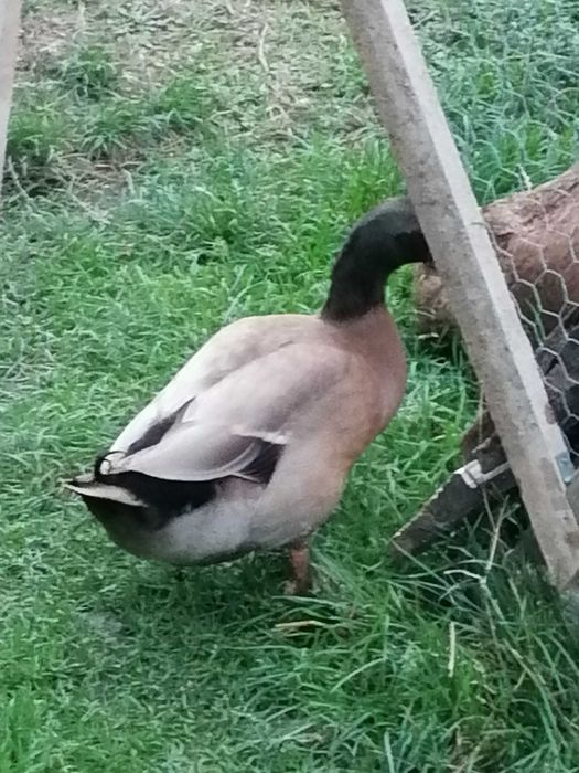 Vând ratoi khaki campbell