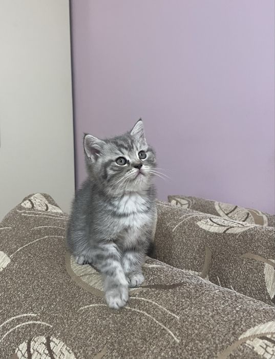 Шотландски котета