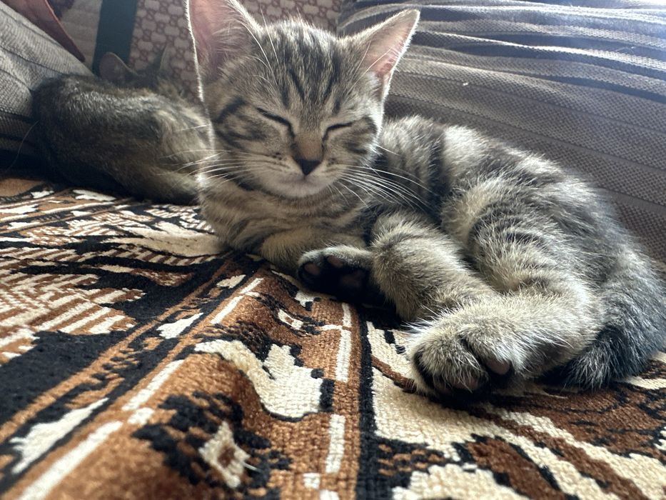 Котенок девочка 2 месяца