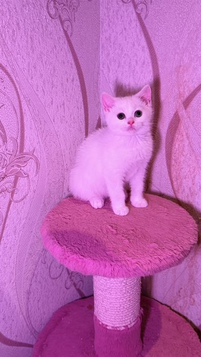 Чистокровные британские короткошерстные котята