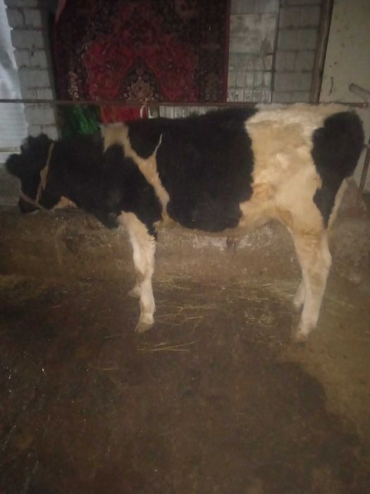 Qora ola buqacha sotiladi