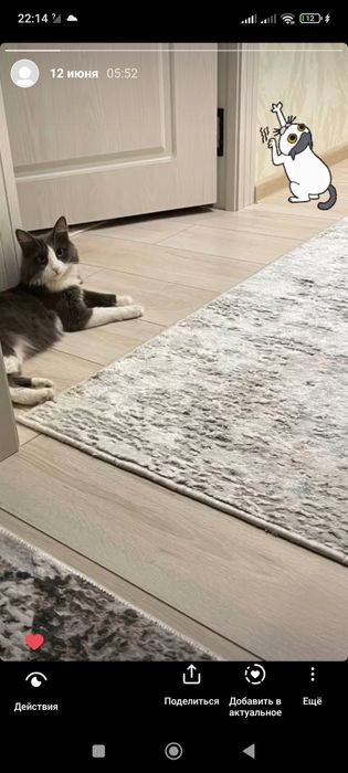 Кошка порода не знаю