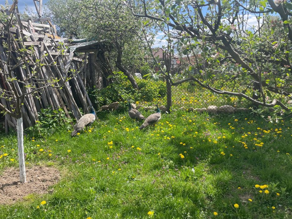 Vand păuni in varsta de 1 an