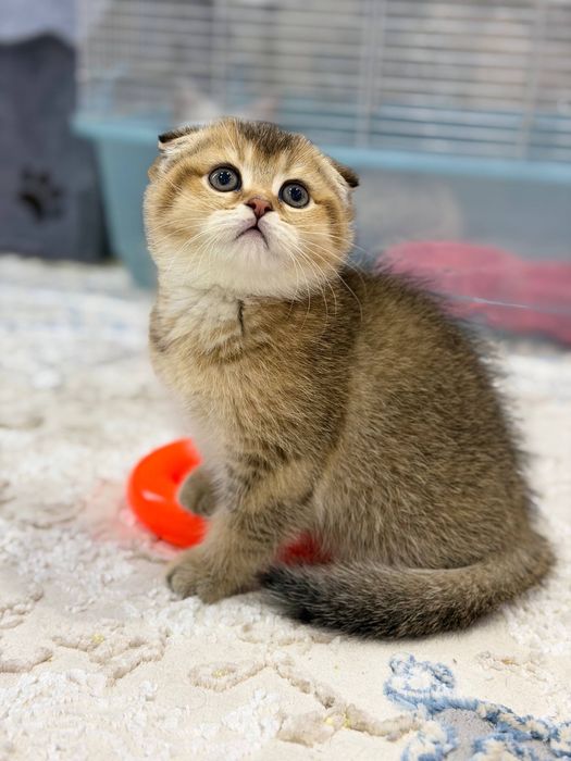Котенок золотая Шиншила
