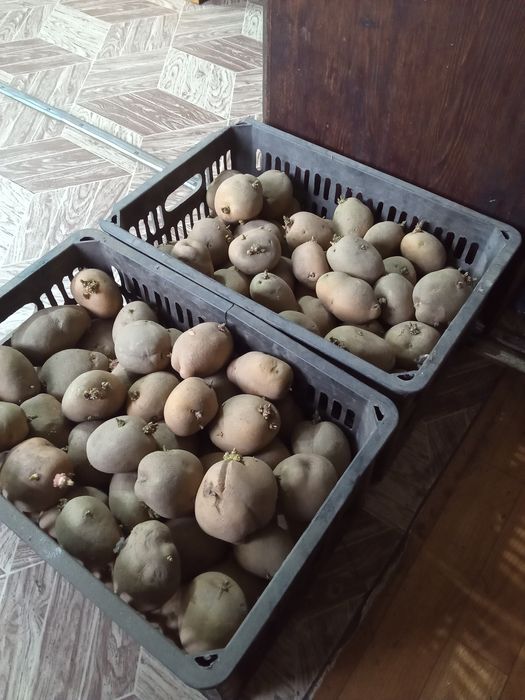 Семенной  картофель картошка