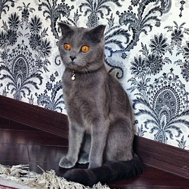 Скотиш страйт кошка