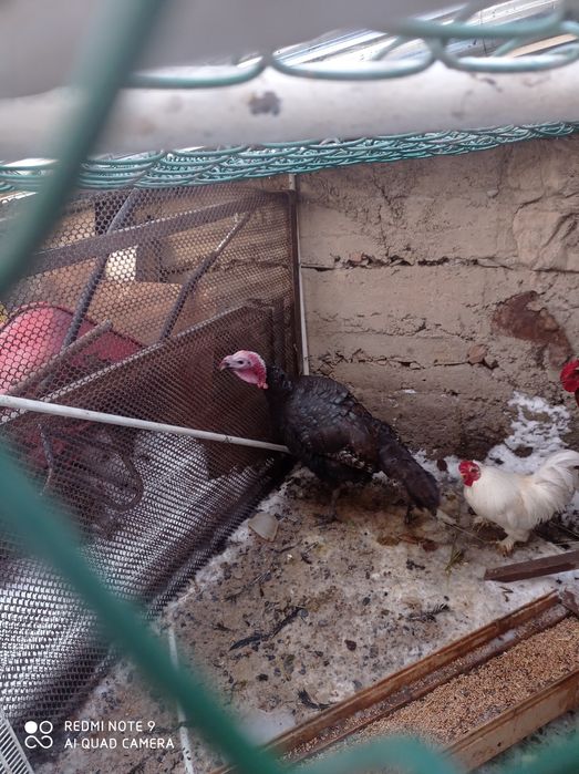 Продается Индюк вес 5-6кг примерно