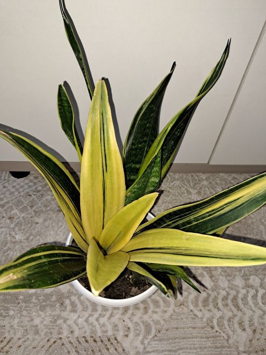 Продам сансевиерию