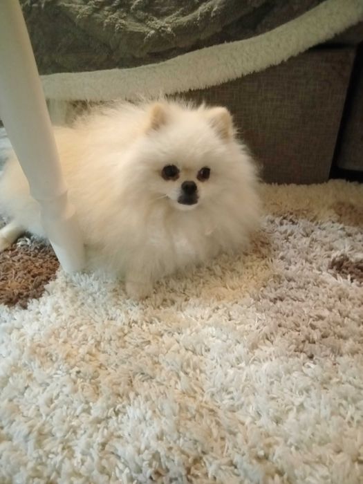 Мальчик шпиц для вязки