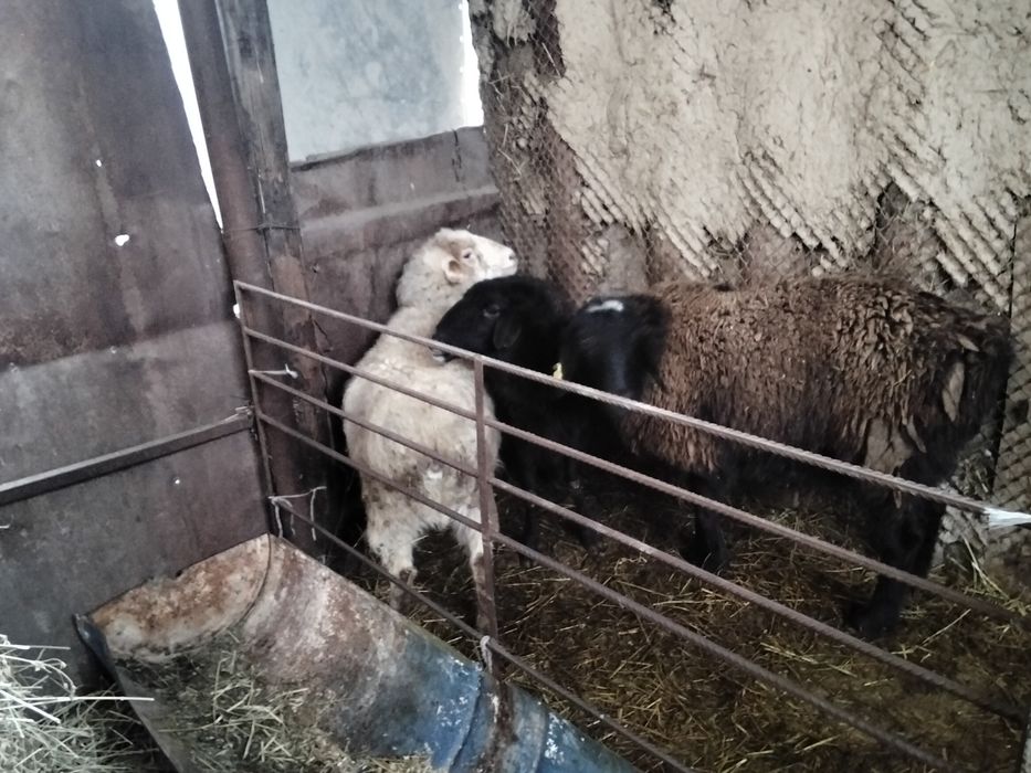 Продам баран одна гиссарская