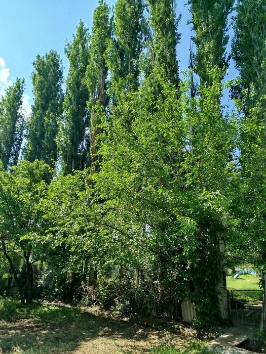 Теректер  сатылады.
