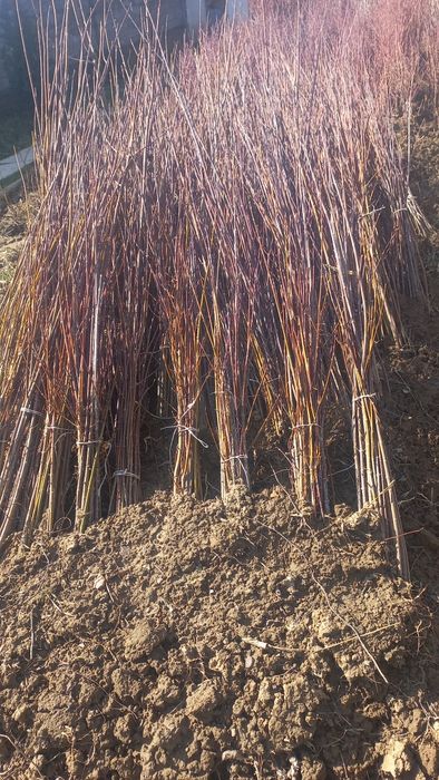 Саженцы плодовых