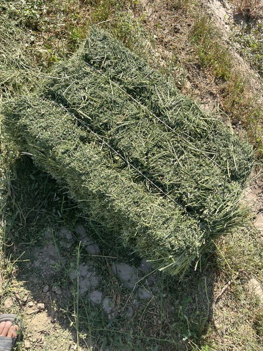 Жоңышқа ұрығы местный семена клевера