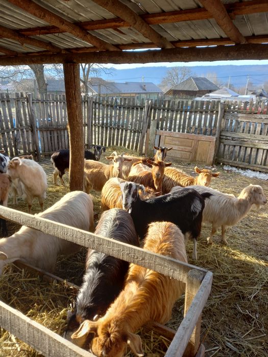 Vind 5 capre gestante tinere 420 lei