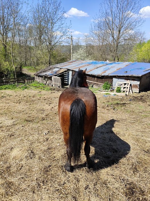 Vând iapă de 2 ani