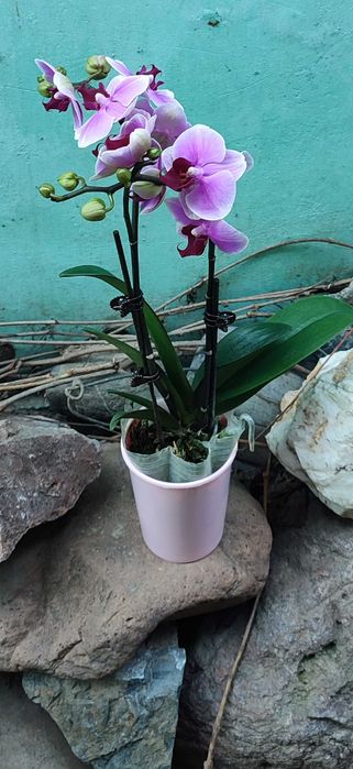 Орхидеи в наличии свежие