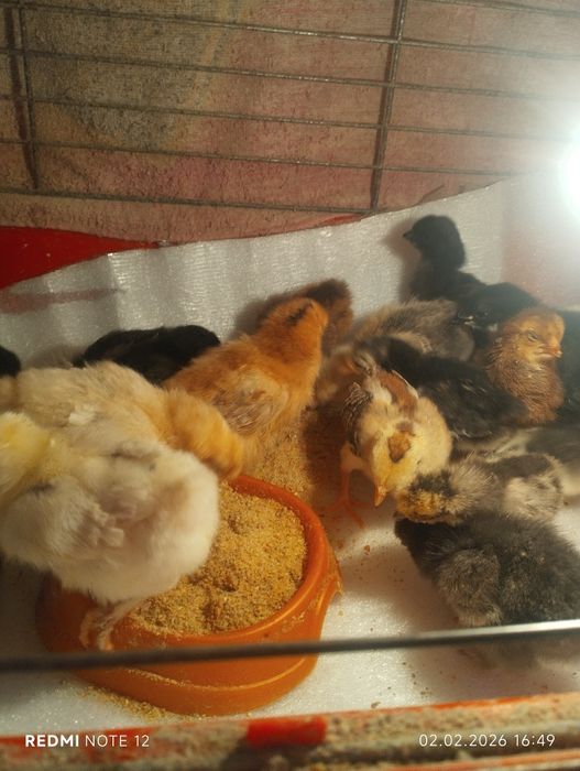 Домашние цыплята