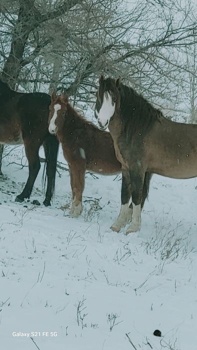 6жасар айғыр үйір ұстауға