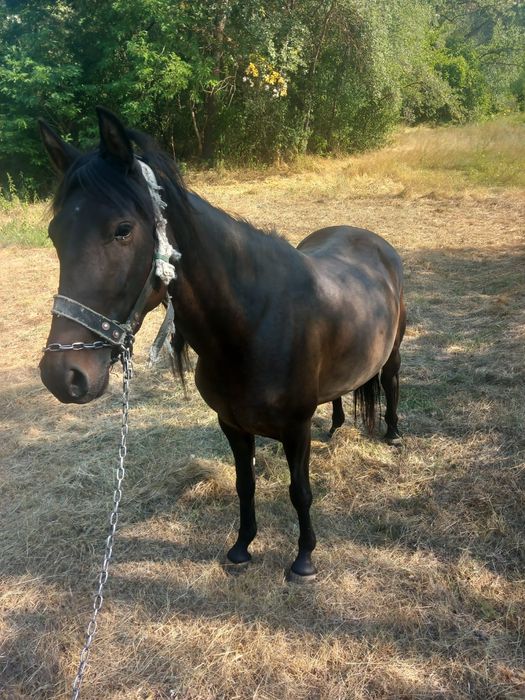 Vând iapă la schimb cu tractor