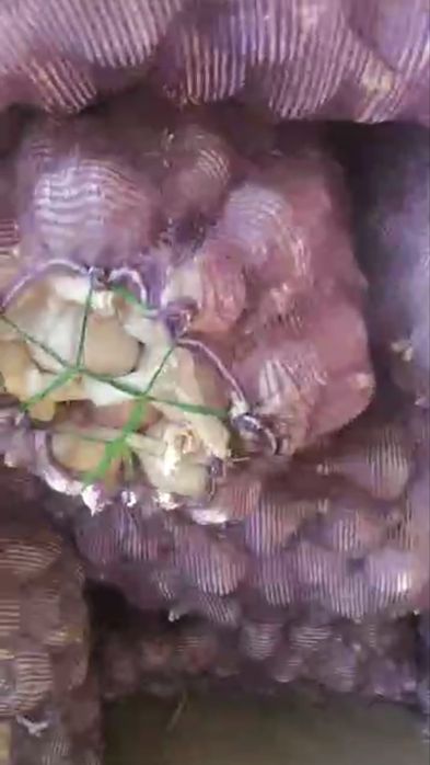 Чеснок Каракольский