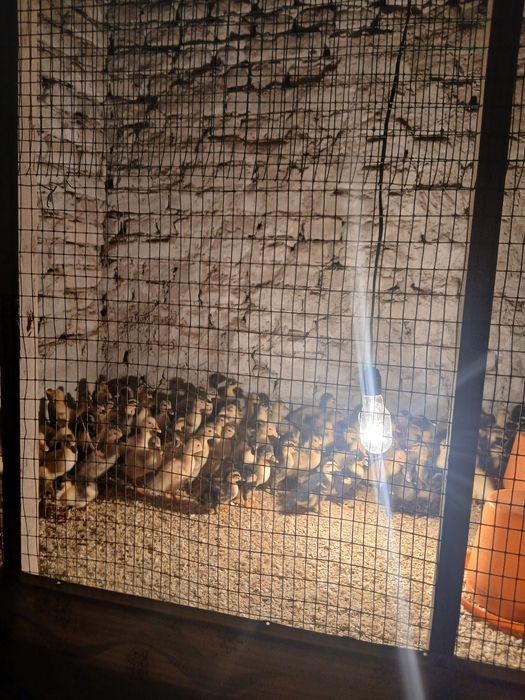 O'rdak jo'jalari sotiladi