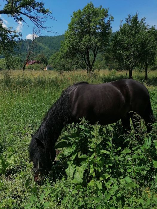 Mânz de 3 ani ,  învățat la ham