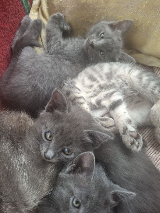 Отдам милых котят в добрые руки.