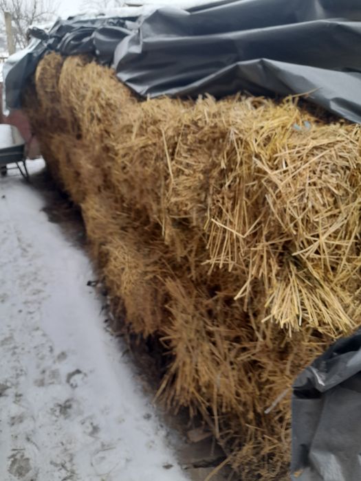 Vând baloți lucernă