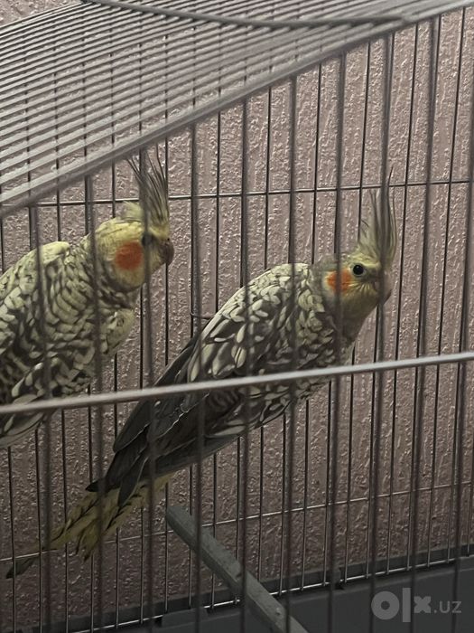 2 попугая кореллы