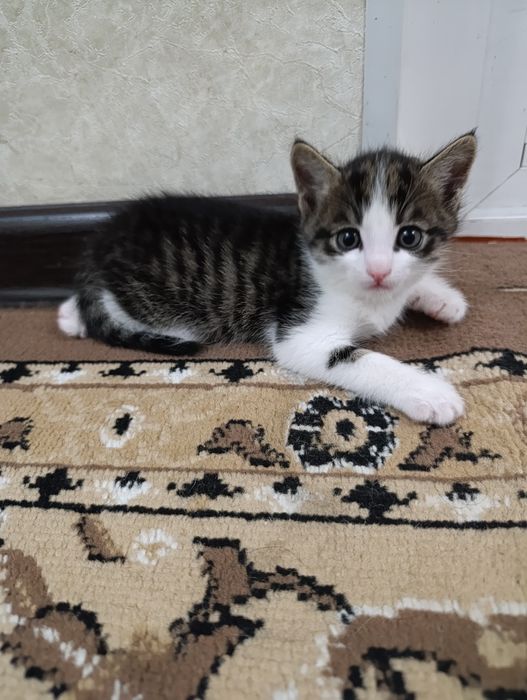Котята бесплатно