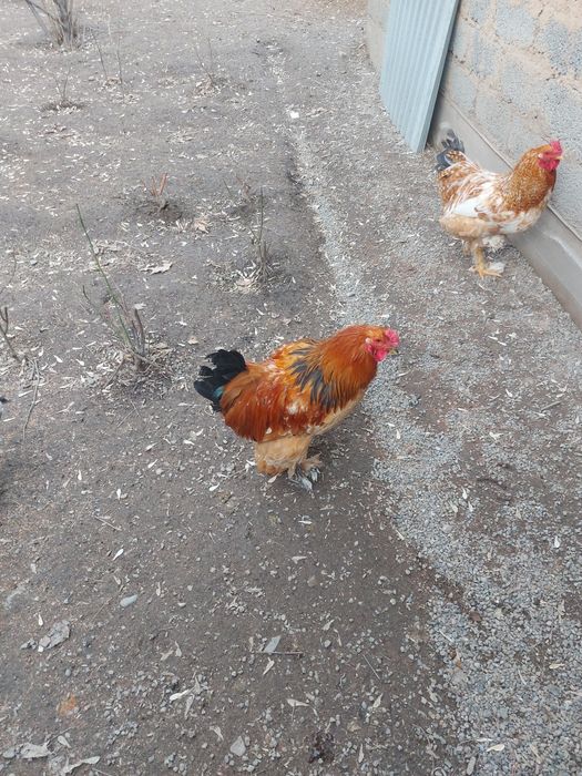 Продам петухов породы разные