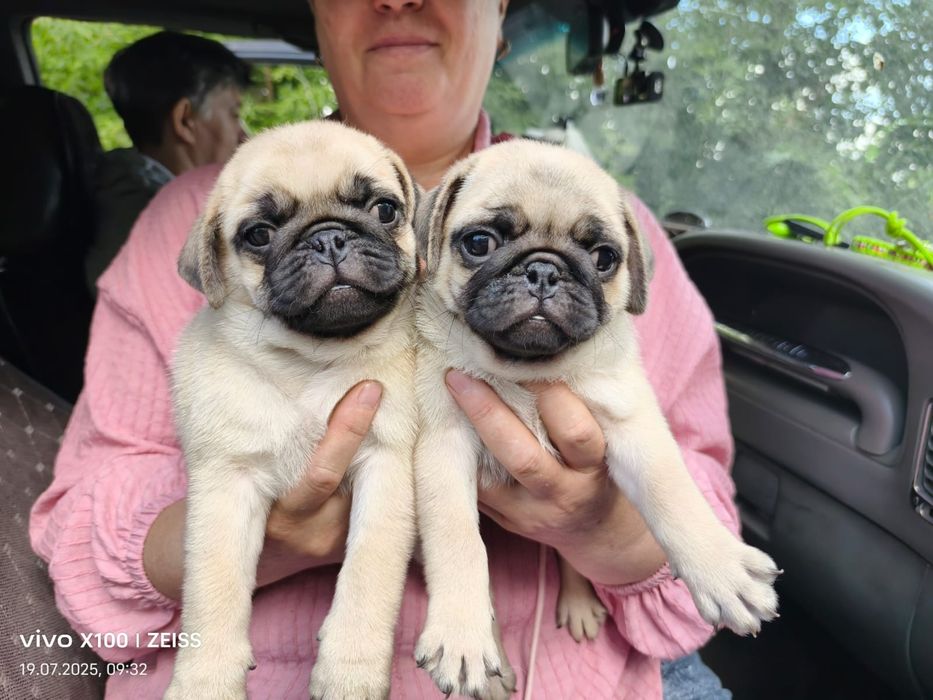 Очаровательные щенки мопса.