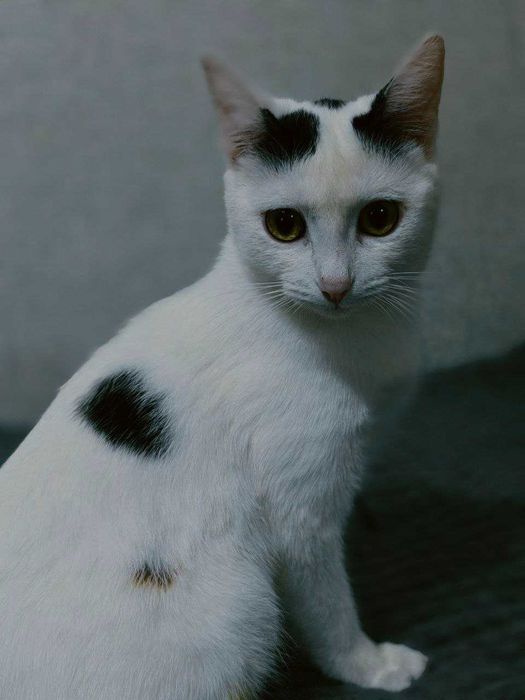 Кошка, стерилизованная