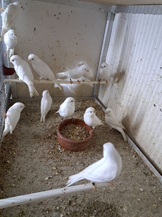 Canari diverse culori masculi/femele