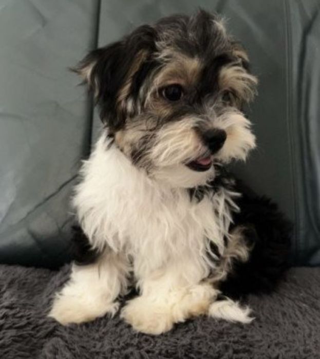 Bichon  havanez fetiță  450 lei